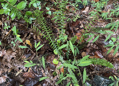 Asplenium platyneuron
