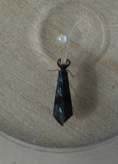 Mystacides azureus