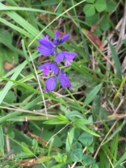 Polygala nicaeensis