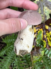 Tylopilus rubrobrunneus