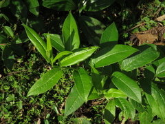 Pentacalia