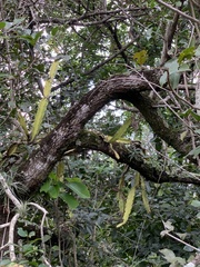 Epiphyllum phyllanthus