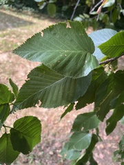 Betula alleghaniensis