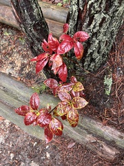 Oxydendrum arboreum