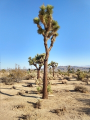 Yucca brevifolia