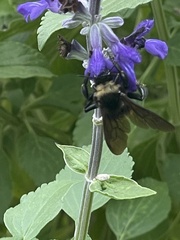 Bombus pensylvanicus
