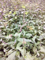 Persicaria posumbu