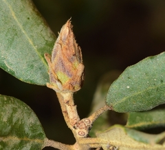 Phyllodiplosis cocciferae