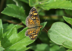 Phyciodes pallescens