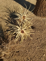 Yucca brevifolia