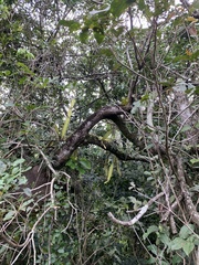 Epiphyllum phyllanthus