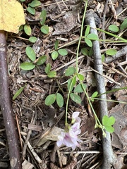 Lespedeza procumbens