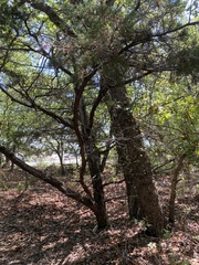 Quercus sinuata