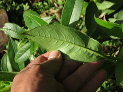 Pentacalia