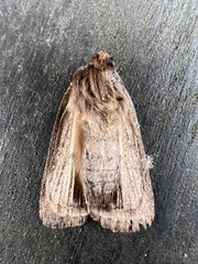 Orthosia mys