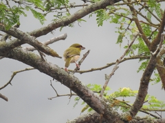 Cyclarhis gujanensis