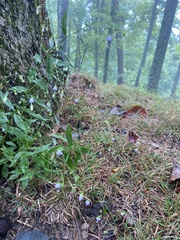 Campanula divaricata