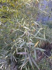 Phyllostachys aurea