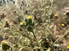 Tupiocoris californicus