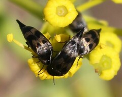 Mediimorda bipunctata