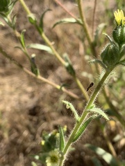 Tupiocoris californicus