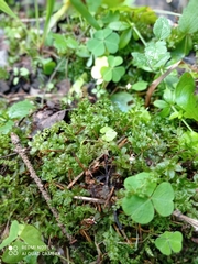 Plagiomnium undulatum