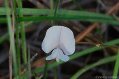 Tephrosia chrysophylla