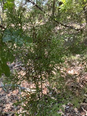 Juniperus ashei