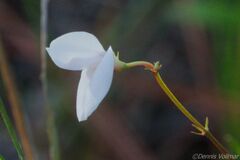 Tephrosia chrysophylla