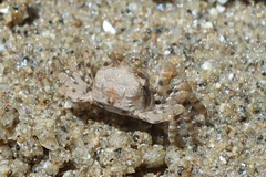 Scopimera intermedia