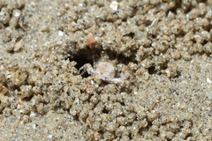 Scopimera intermedia