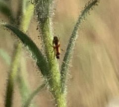 Tupiocoris californicus