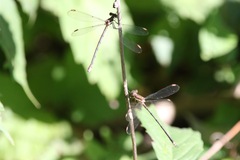 Lestidae