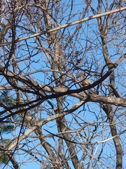 Emberiza leucocephalos