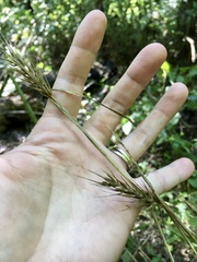Elymus virginicus