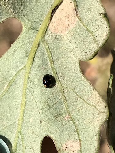 Four-eyed Sigil Lady Beetle photo 4
