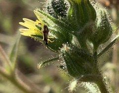 Tupiocoris californicus