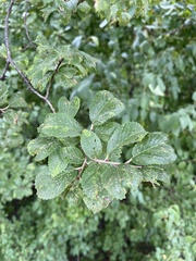 Crataegus punctata