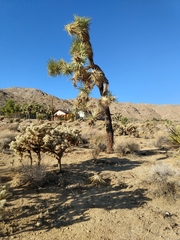 Yucca brevifolia