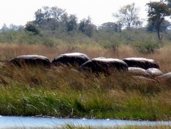 Hippopotamus amphibius