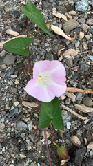 Calystegia purpurata
