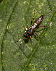 Ichneumonina