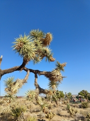 Yucca brevifolia