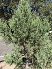 Cupressus arizonica