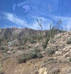 Fouquieria splendens splendens