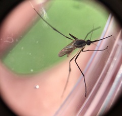 Psorophora longipalpus