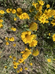 Hymenothrix dissecta