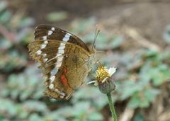 Anartia fatima