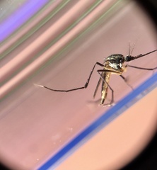 Psorophora longipalpus