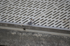 Libellula forensis